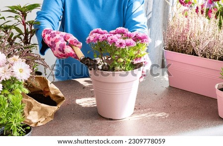 A woman is transplanting chrysanthemums into a pot, planting autumn flowers in pots, decorating a balcony or terrace in autumn, heather and Impatiens