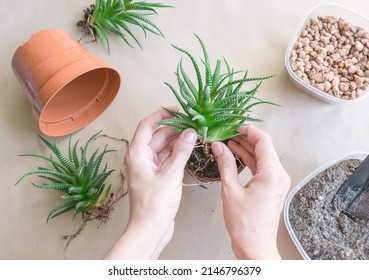 Woman Transplanting Haworthia Into Pot At Table, Top View. House Plant Care.