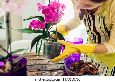 Woman transplanting orchid into another pot on kitchen. Housewife taking care of home plants and flowers