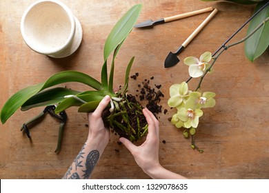 Transplant Orchids Images Stock Photos Vectors Shutterstock,Robo Dwarf Hamster Drawing