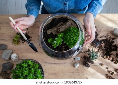 The woman is transplanting succulent in a glass vase on the table. Florarium with green succulents.Close-up of a succulent arrangement in a glass vase (terrarium).The girl is creating a composition. - Shutterstock ID 1932643727