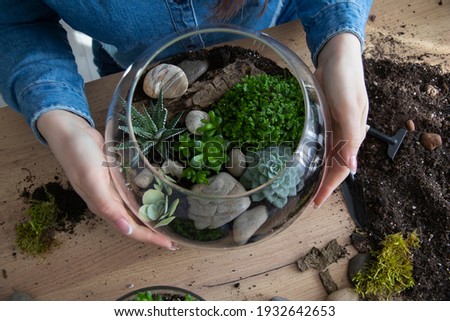 The woman is transplanting succulent in a glass vase on the table. Florarium with green succulents.Close-up of a succulent arrangement in a glass vase (terrarium).The girl is creating a composition.