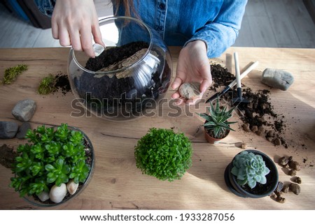 The woman is transplanting succulent in a glass vase on the table. Florarium with green succulents.Close-up of a succulent arrangement in a glass vase (terrarium).The girl is creating a composition.