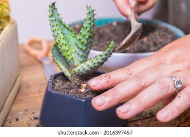 A woman transplants a cactus flower into a small figured flower pot. Floriculture, close-up.