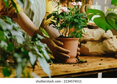 Woman transplants miniature roses indoor plant into ceramic pot. Home gardening, biophilia and greenery concept. 