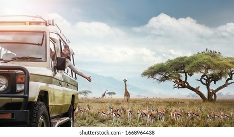 Woman Traveller On Safari In Africa, Travels By Car In Kenya And Tanzania, Watches Life Wild Tigers, Giraffes, Zebras And Antelopes In The Savannah.
Adventure And Wildlife Exploration In Africa.