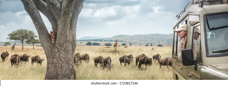 Woman Traveller On Safari In Africa, Travels By Car In Tanzania And Kenya, Watches Life Wild Tigers, Giraffes And Antelopes In The Savannah. Adventure And Wildlife Exploration In Africa. 