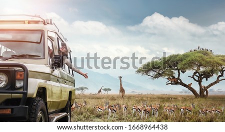 Woman traveller on safari in Africa, travels by car in Kenya and Tanzania, watches life wild tigers, giraffes, zebras and antelopes in the savannah.
Adventure and wildlife exploration in Africa.