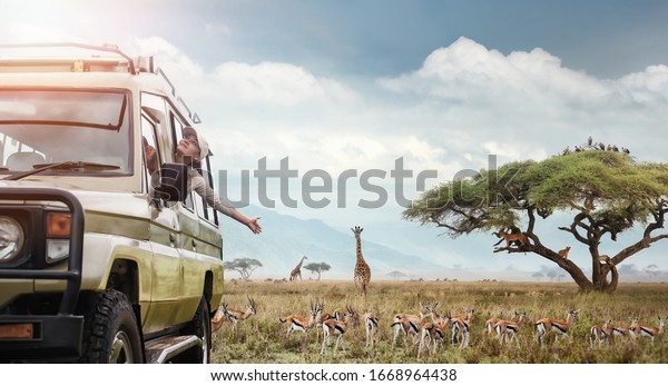 Woman traveller on safari in Africa, travels by\
car in Kenya and Tanzania, watches life wild tigers, giraffes,\
zebras and antelopes in the savannah.\
Adventure and wildlife\
exploration in Africa.