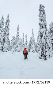 Woman Trekking Through A Snow Covered Lapland, Finland