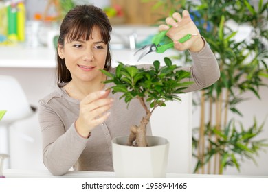 A Woman Trimming A Bonsai