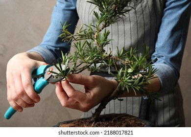 Woman trimming Japanese bonsai plant, closeup. Creating zen atmosphere at home - Powered by Shutterstock