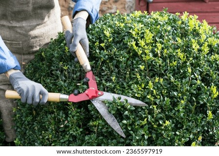 Woman with trimming shares pruning boxwood bushes, gardener  pruning   branches from decorative bushes in yard  in sunny  day, garden works concept 