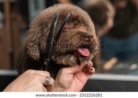 Woman trimming a small dog with scissors in a grooming salon. 