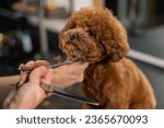 Woman trimming toy poodle with scissors in grooming salon. 