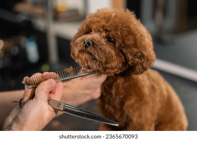 Woman trimming toy poodle with scissors in grooming salon.  - Powered by Shutterstock