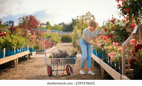 Woman With Trolley Outdoors In Garden Centre Choosing Plants And Buying Rose