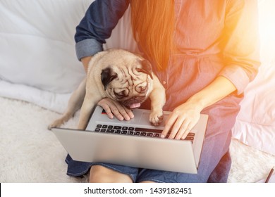 Woman typing and working on laptop with dog Pug breed lying on her knee and looking on screen feeling happiness and comfortable,Friendly Dog Concept