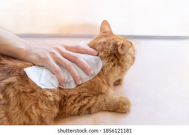 Woman Use A Cleaning Cloth Wipe A Cat's Fur Bathe Ginger Cat Dry Cleaning For Animal