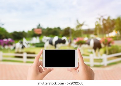 woman use mobile phone and blurred image of the park with cows model and white fence pretend to be the cow farm in the evening - Powered by Shutterstock