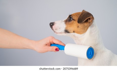 A Woman Uses A Sticky Roller To Remove Hair On A Dog