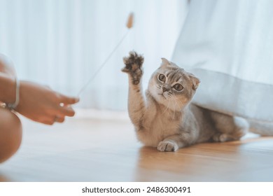 Woman using cat toy playing with her Scottish fold cat on the floor in living room, Pets owner relationship concept. - Powered by Shutterstock