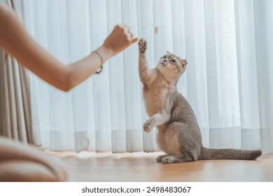 Woman using cat toy playing with her Scottish fold cat on the floor in living room, Pets owner relationship concept. - Powered by Shutterstock