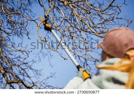 Woman using long pruning shears to trim high branches at fruit tree in orchard. Gardening tool