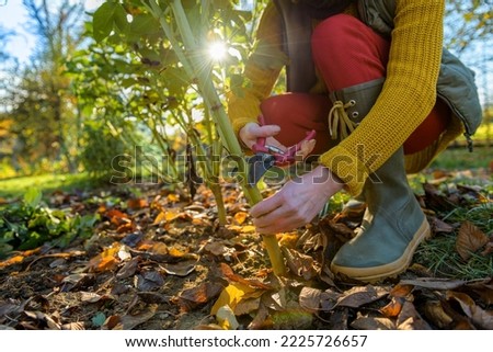 Woman using pruning shears to cut back dahlia plant foliage before digging up the tubers for winter storage. Autumn gardening jobs. Overwintering dahlia tubers.