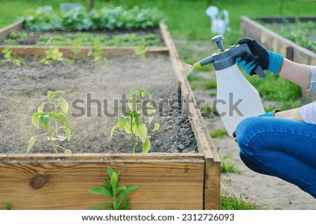 Woman using sprayer to apply fungicide to young paprika seedlings in garden