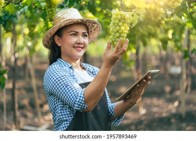 the woman using a tablet for inspecting the grapes in the vineyard. the concept of beverage, food, industrial and agriculture.
