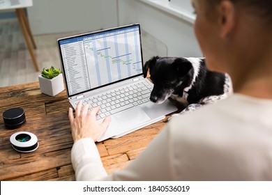 Woman Using Time Sheet Report On Computer With Dog