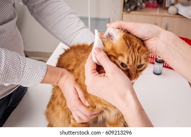 Woman vet doctor cleaning cat's ears in clinic with white swab. medicine, pet, health care and people concept