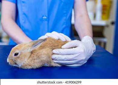 A Woman Vet Petting A Rabbit At Medical Office