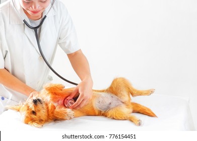 Woman veterinarian clinic Pet Doctor with pet’s health checked, copy space