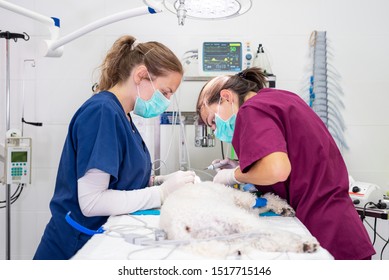 4,181 Veterinarian anesthesia Images, Stock Photos & Vectors | Shutterstock