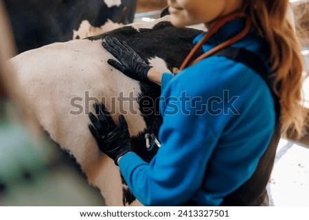 Woman Veterinarian doctor control health of cow with phonendoscope, checking pregnancy of Cattle on farm livestock. Concept vet medical agriculture industry.