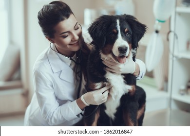 Woman Veterinarian Hugs The Dog And Smiles. The Dog Sits On The Table In The Clinic While The Veterinarian Listens To Her With A Stethoscope. 