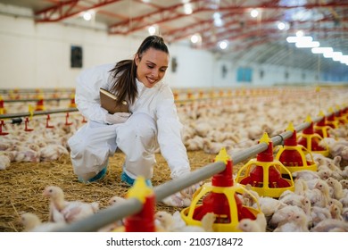 Woman Veterinarian Inspecting Poultry In Chicken Farm