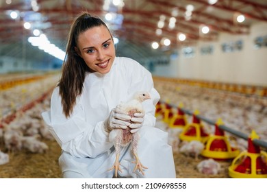 Woman Veterinarian Inspecting Poultry In Chicken Farm