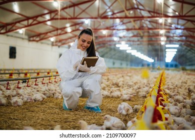 Woman Veterinarian Inspecting Poultry In Chicken Farm