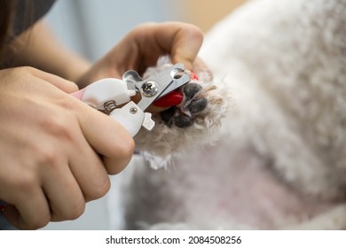 Woman veterinarian trim the claws of a dog Bichon Frise in a veterinary clinic, close-up. Clipping a dog's claws close-up view. Close-up of a vet cutting dog's toenail with nail clipper. Vet concept.