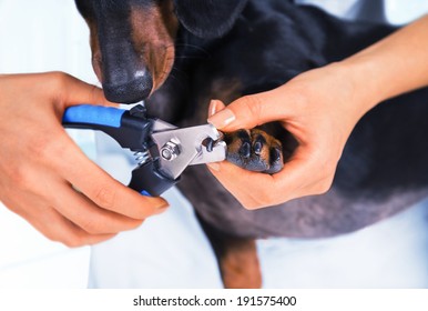 Woman Veterinarian Is Trimming Dog Dachshund Nails