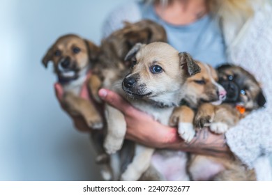 Woman volunteer holding a big group of little puppies. High quality photo - Powered by Shutterstock