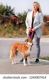 Woman In Walk With His Shetland Sheepdog Dog On Leash. Dog Walker Standing, Posing In Front Of Camera. Portrait Of Owner And Rough Collie Beautiful Dog Enjoys, Resting, Having Fun Together On Street.