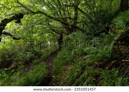 Woman walking alone through a dense forest