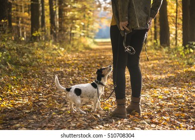 Woman walking in autumn with dog in the forest - Jack Russell Terrier 