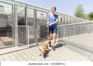 Woman Walking A Dog In Animal Shelter Wanting To Adopt The Animal