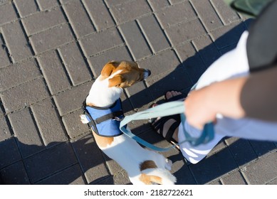 A Woman Is Walking With A Dog In The City. A Daily Walk With Your Pet