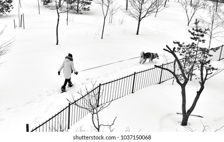 A Woman Walking A Dog In Heavy Snow